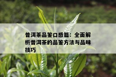 普洱茶品鉴口感篇：全面解析普洱茶的品鉴方法与品味技巧