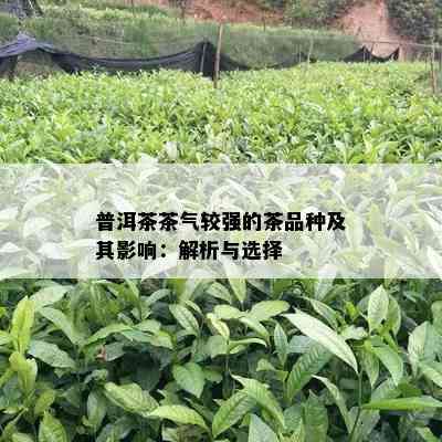 普洱茶茶气较强的茶品种及其影响：解析与选择