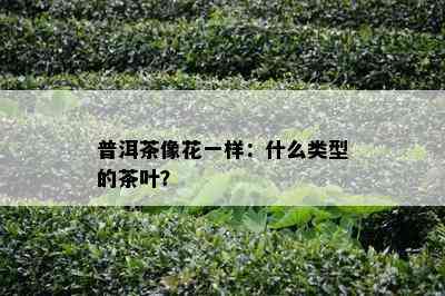 普洱茶像花一样：什么类型的茶叶？