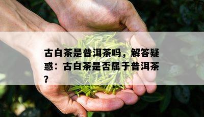 古白茶是普洱茶吗，解答疑惑：古白茶是不是属于普洱茶？