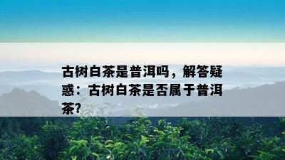 古树白茶是普洱吗，解答疑惑：古树白茶是不是属于普洱茶？