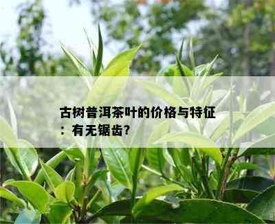 古树普洱茶叶的价格与特征：有无锯齿？