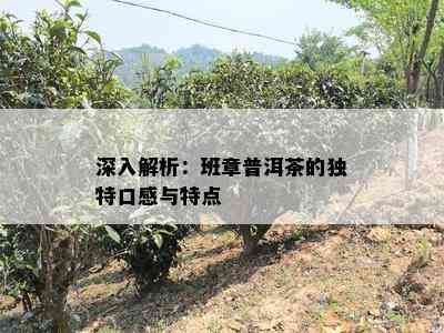 深入解析：班章普洱茶的特别口感与特点