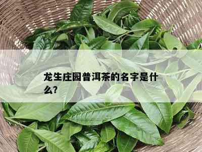 龙生庄园普洱茶的名字是什么？