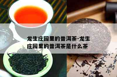 龙生庄园里的普洱茶-龙生庄园里的普洱茶是什么茶