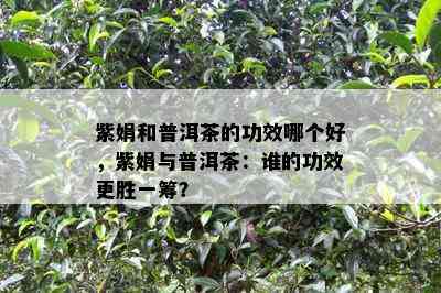 紫娟和普洱茶的功效哪个好，紫娟与普洱茶：谁的功效更胜一筹？