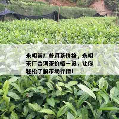 永明茶厂普洱茶价格，永明茶厂普洱茶价格一览，让你轻松了解市场行情！