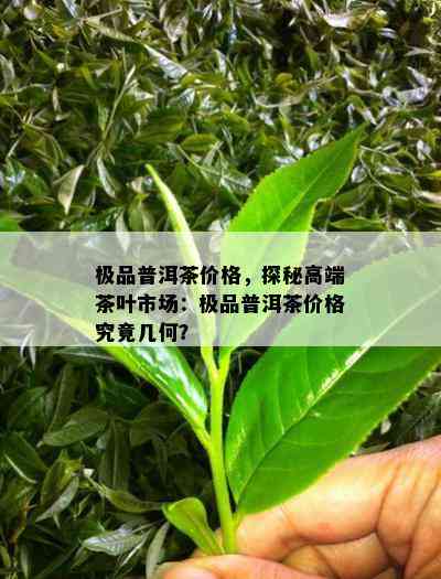 极品普洱茶价格，探秘高端茶叶市场：极品普洱茶价格究竟几何？