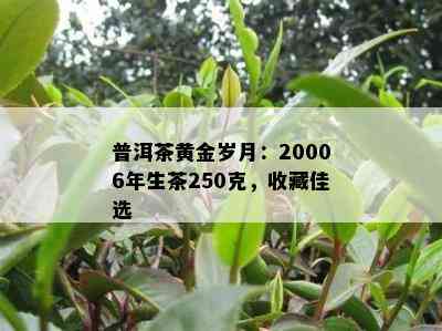 普洱茶黄金岁月：20006年生茶250克，收藏佳选