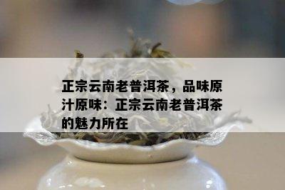 正宗云南老普洱茶，品味原汁原味：正宗云南老普洱茶的魅力所在