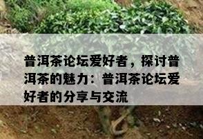 普洱茶论坛爱好者，探讨普洱茶的魅力：普洱茶论坛爱好者的分享与交流