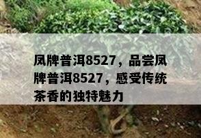 凤牌普洱8527，品尝凤牌普洱8527，感受传统茶香的特别魅力