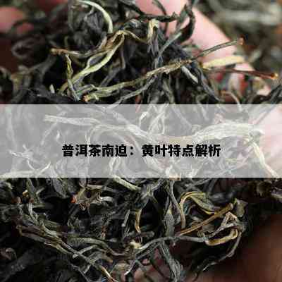 普洱茶南迫：黄叶特点解析