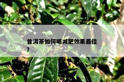 普洱茶怎样喝减肥效果更佳？