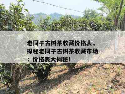 老同子古树茶收藏价格表，探秘老同子古树茶收藏市场：价格表大揭秘！