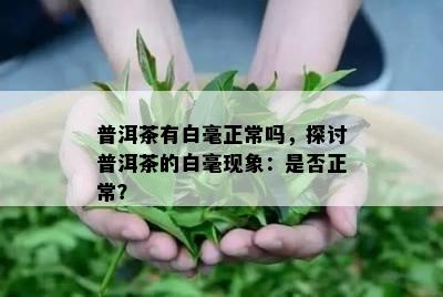 普洱茶有白毫正常吗，探讨普洱茶的白毫现象：是不是正常？