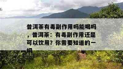 普洱茶有副作用吗能喝吗，普洱茶：有副作用还是可以饮用？你需要知道的一切