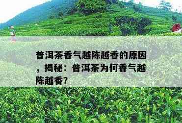 普洱茶香气越陈越香的原因，揭秘：普洱茶为何香气越陈越香？