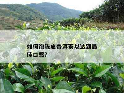 如何泡陈皮普洱茶以达到更佳口感？