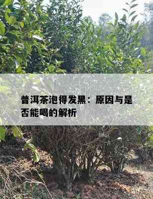 普洱茶泡得发黑：原因与是否能喝的解析