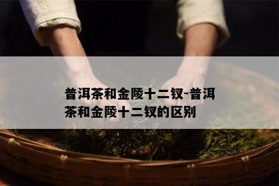 普洱茶和金陵十二钗-普洱茶和金陵十二钗的区别