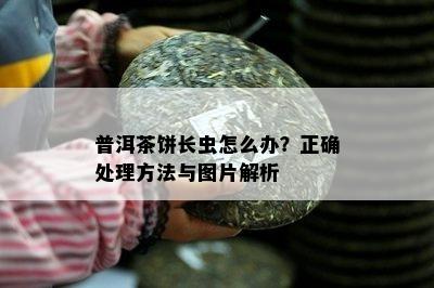 普洱茶饼长虫怎么办？正确解决方法与图片解析