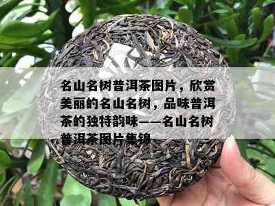 名山名树普洱茶图片，欣赏美丽的名山名树，品味普洱茶的独特韵味——名山名树普洱茶图片集锦