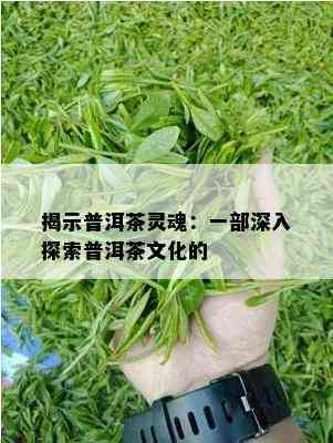 揭示普洱茶灵魂：一部深入探索普洱茶文化的