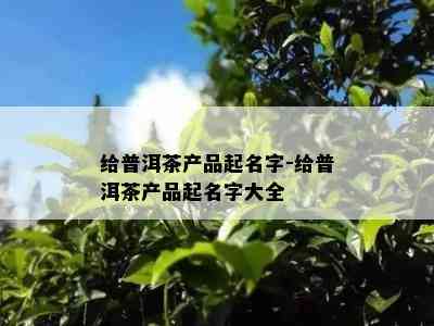 给普洱茶产品起名字-给普洱茶产品起名字大全