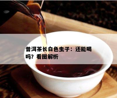 普洱茶长白色虫子：还能喝吗？看图解析