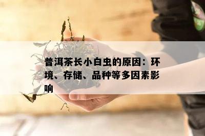 普洱茶长小白虫的原因：环境、存储、品种等多因素影响