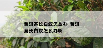 普洱茶长白蚁怎么办-普洱茶长白蚁怎么办啊