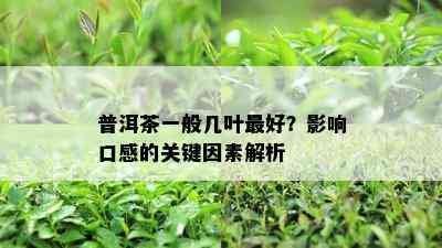 普洱茶一般几叶更好？作用口感的关键因素解析