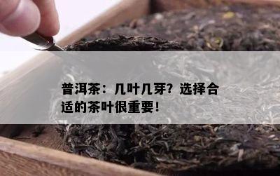 普洱茶：几叶几芽？选择合适的茶叶很关键！