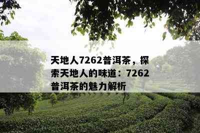 天地人7262普洱茶，探索天地人的味道：7262普洱茶的魅力解析