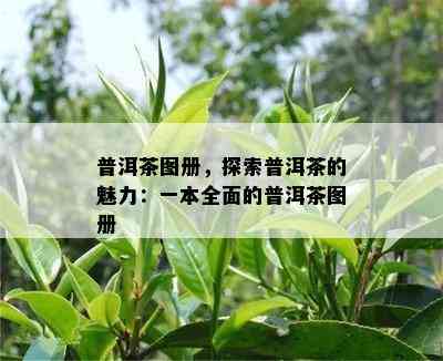 普洱茶图册，探索普洱茶的魅力：一本全面的普洱茶图册