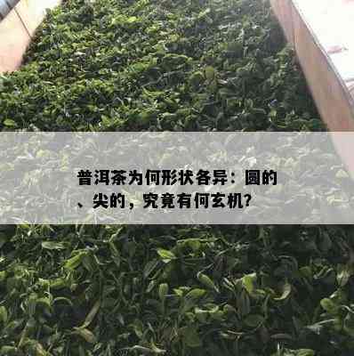 普洱茶为何形状各异：圆的、尖的，究竟有何玄机？