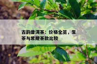 古韵普洱茶：价格全览，生茶与常规茶款比较