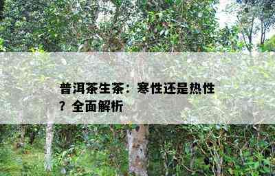 普洱茶生茶：寒性还是热性？全面解析