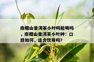 南糯山普洱茶小叶吗能喝吗，南糯山普洱茶小叶种：口感如何，适合饮用吗？