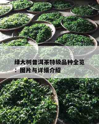 绿大树普洱茶特级品种全览：图片与详细介绍