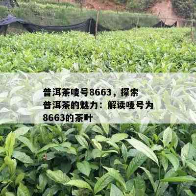 普洱茶唛号8663，探索普洱茶的魅力：解读唛号为8663的茶叶