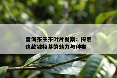 普洱茶生茶叶片图案：探索这款特别茶的魅力与种类