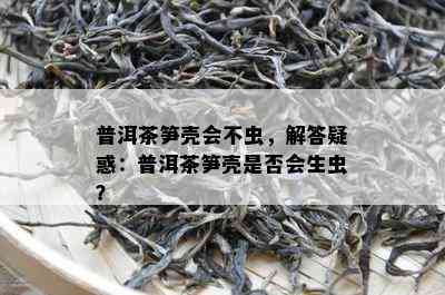 普洱茶笋壳会不虫，解答疑惑：普洱茶笋壳是不是会生虫？