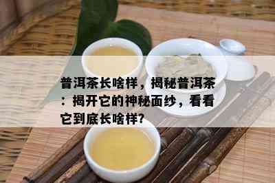 普洱茶长啥样，揭秘普洱茶：揭开它的神秘面纱，看看它到底长啥样？