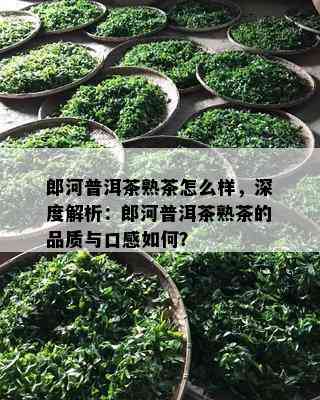 郎河普洱茶熟茶怎么样，深度解析：郎河普洱茶熟茶的品质与口感怎样？