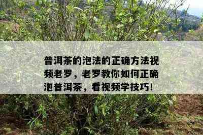 普洱茶的泡法的正确方法视频老罗，老罗教你怎样正确泡普洱茶，看视频学技巧！