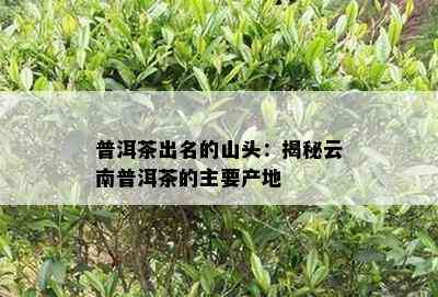 普洱茶出名的山头：揭秘云南普洱茶的主要产地