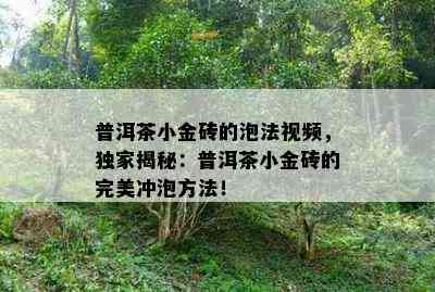 普洱茶小金砖的泡法视频，独家揭秘：普洱茶小金砖的完美冲泡方法！