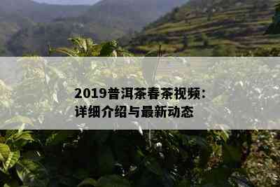 2019普洱茶春茶视频：详细介绍与最新动态